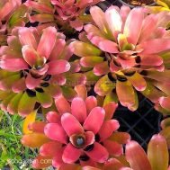 Neoregelia Ted's Red
