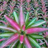 Neoregelia 'Tricolor'