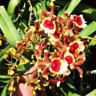 Oncidium Honey