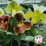 Paphiopedilum Complex (2 Flowers)