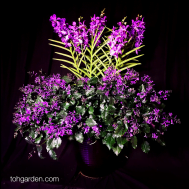 5 in 1 Papilionanda Ernest Chew with Ajuga Arrangement