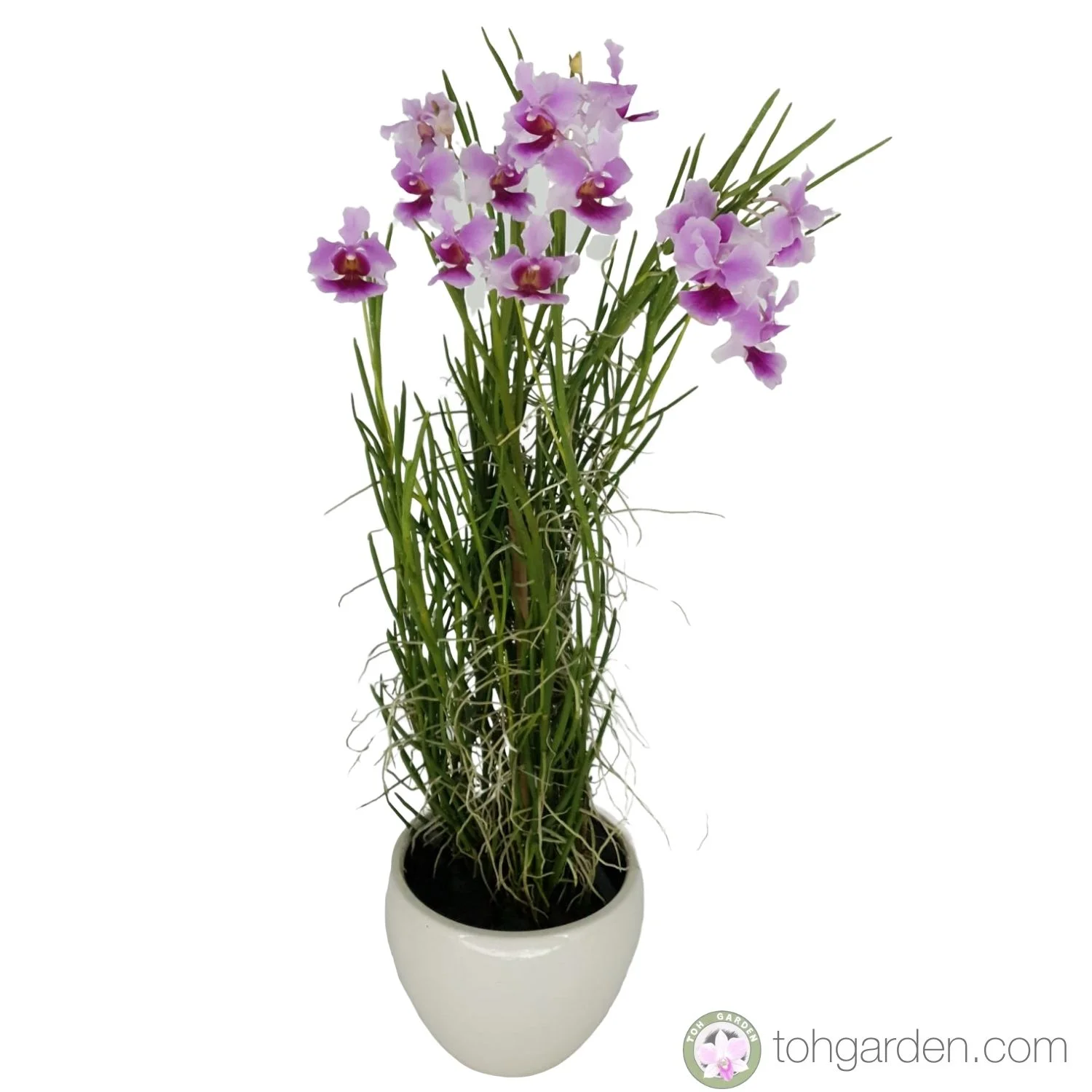 Papilionanthe (Vanda) Miss Joaquim hybrid 5 in 1