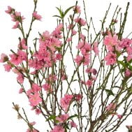 Peach Blossoms in Red Ceramic