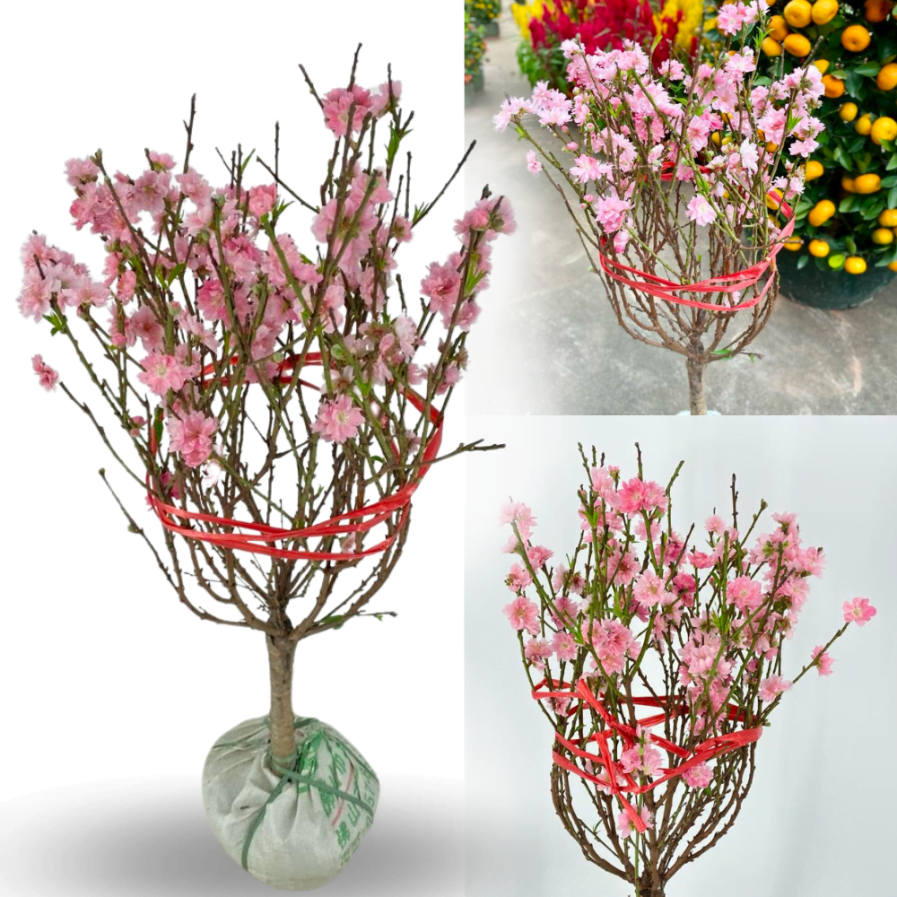 Peach Blossoms (桃花) in Ceramic Pot