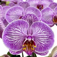 Phalaenopsis Candy Stripe (7 in 1)