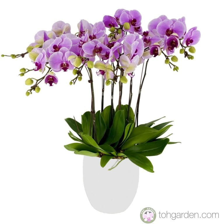 Phalaenopsis OX Pink 8 in 1 - Toh Garden : Singapore Orchid Plant ...