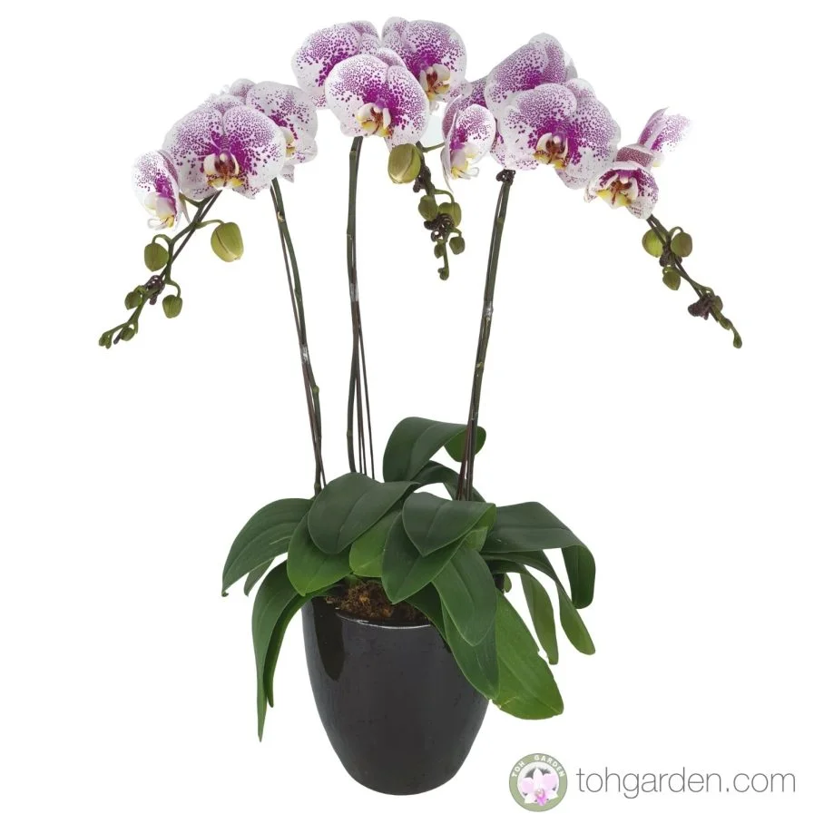 Phalaenopsis Pink Speckles 3 in 1