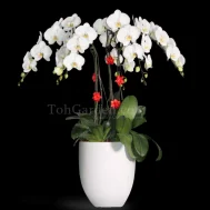 Phalaenopsis Sogo Yukidien Arrangement 6 in 1 Round