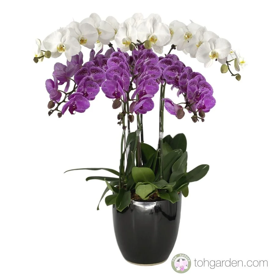 Phalaenopsis Two Tier Arrangement (6 in 1) - Toh Garden : Singapore ...