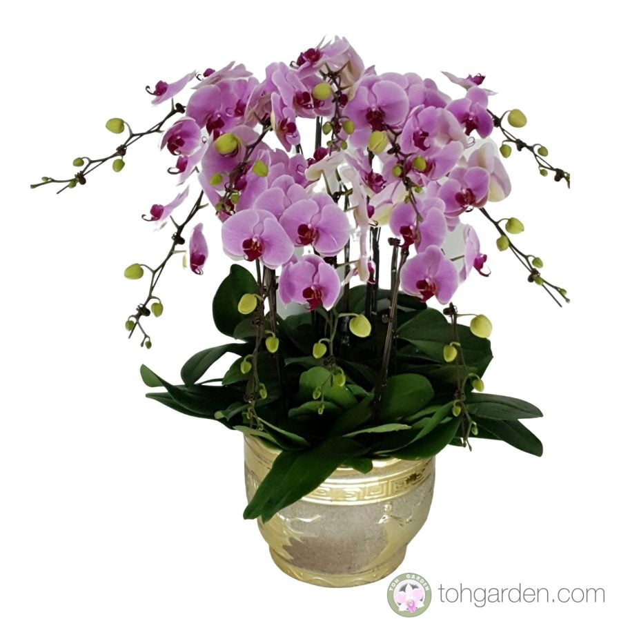 Phalaenopsis OX Pink 10 in 1 in Dragon pot