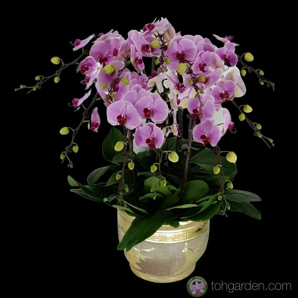 Money Plant (4 ft) - Toh Garden : Singapore Orchid Plant & Flower Grower