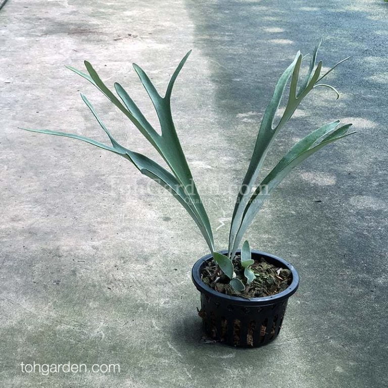 Silver Python Plant Platycerium veitchii