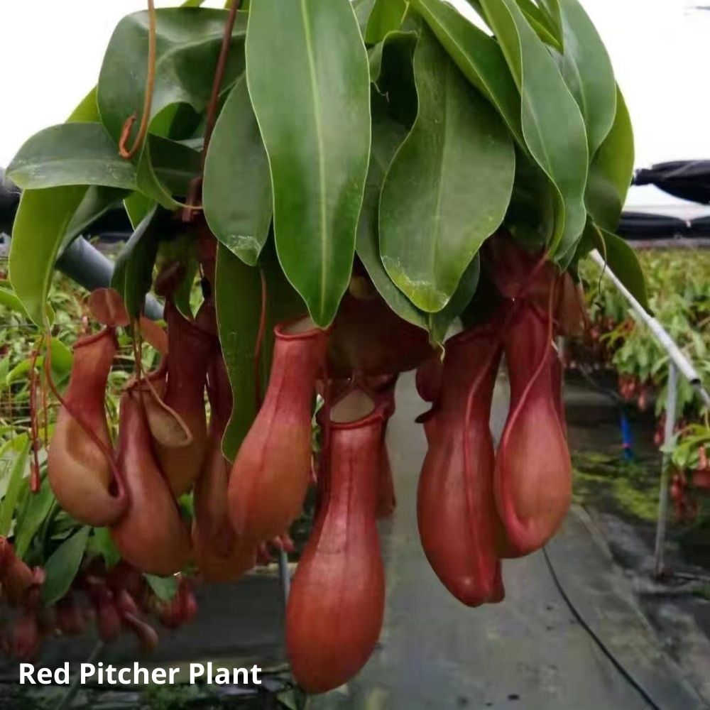 Nepenthes (Red Pitcher) (猪笼草 ) Nepenthes (Red Pitcher) (猪笼草 )