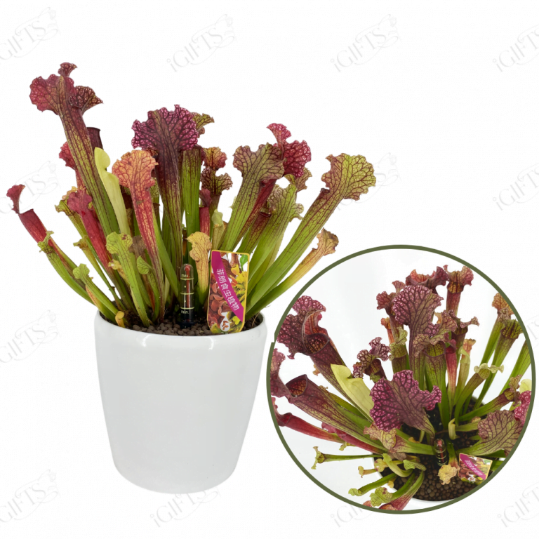Sarracenia With SelfWatering Pot Toh Garden Singapore Orchid Plant