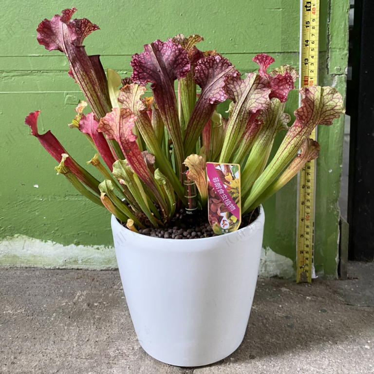Sarracenia With SelfWatering Pot Toh Garden Singapore Orchid Plant