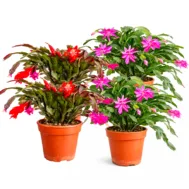 Schlumbergera truncata