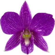 Dendrobium Mother Terasa