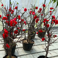 Crabapple Blossoms (海棠) in Ceramic Pot