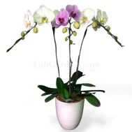 Bicolor Sogo Arrangement 3 in 1