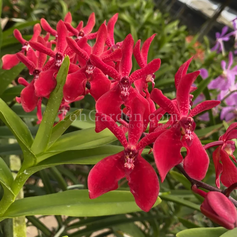 Renanstylis Bangkok Beauty