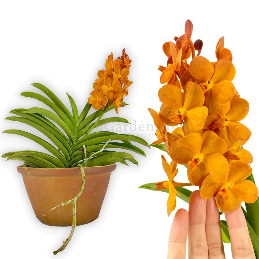 Vanda (Ascocenda) Suksamran Sunlight