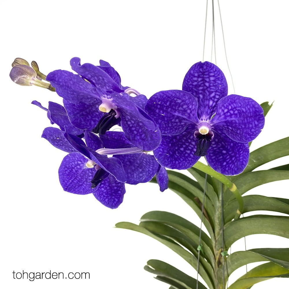 Hanging Vanda Manuvadee Blue (Seasonal) - Toh Garden : Singapore Orchid  Plant & Flower Grower