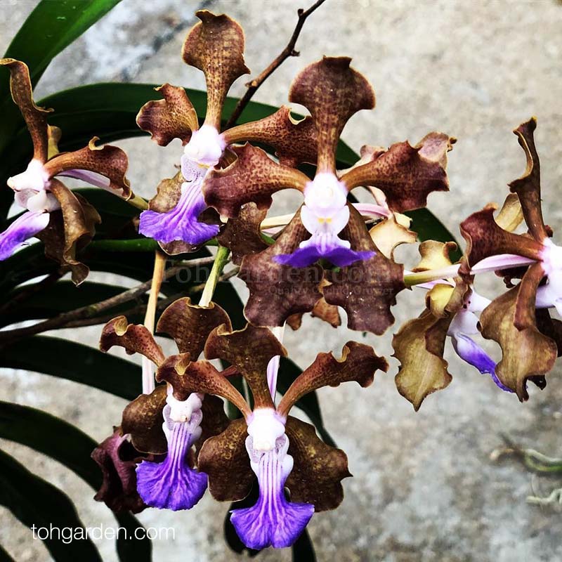 Vanda tessellata hybrid Toh Garden Singapore Orchid Plant & Flower
