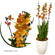 Wilsonara with Ceramic Pot (3 in 1)