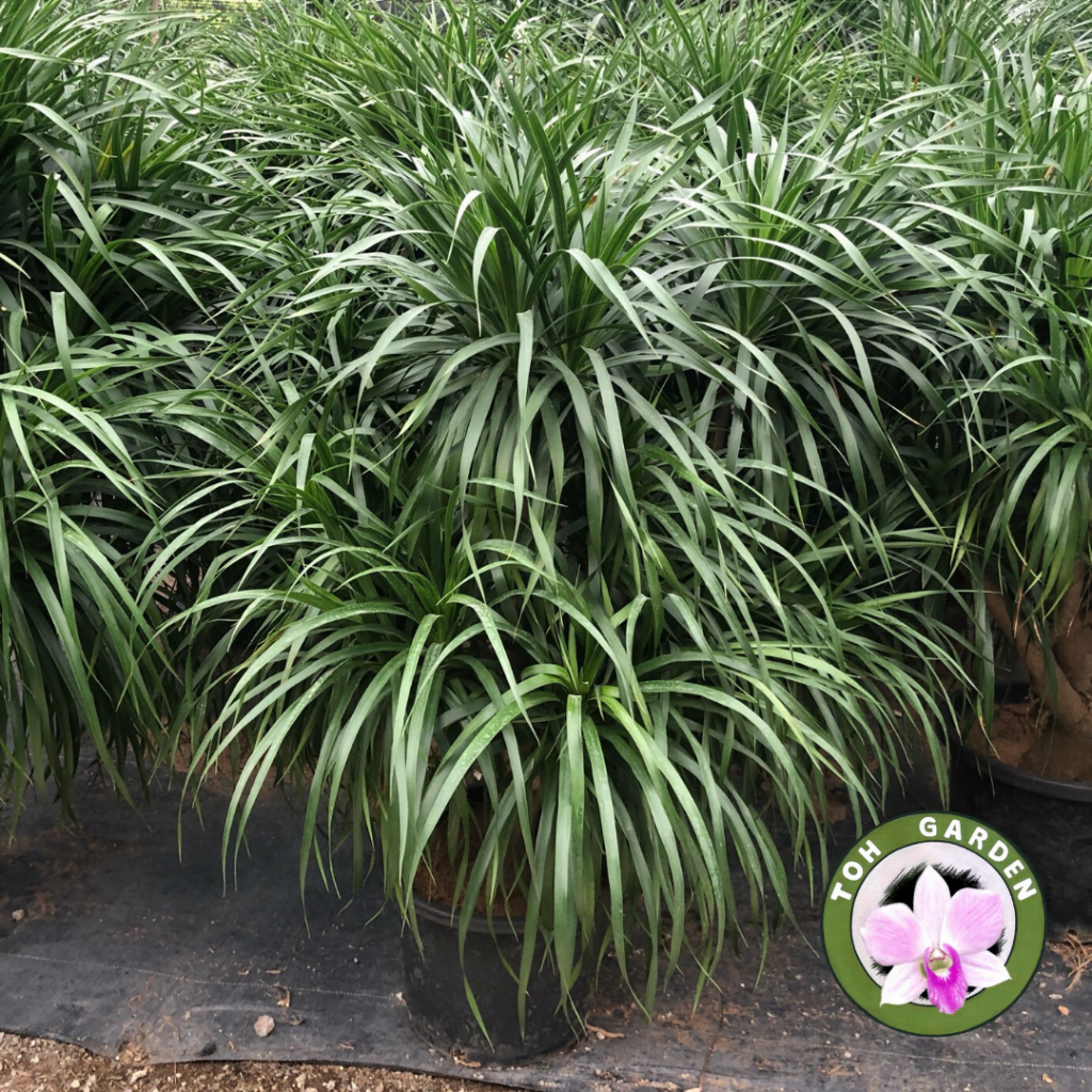 Dracaena Draco - Toh Garden : Singapore Orchid Plant & Flower Grower