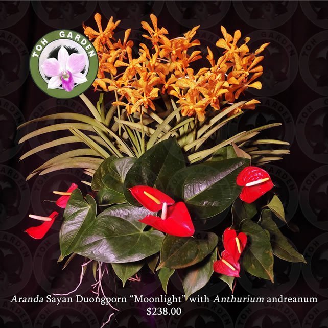 5-in-1 Aranda Moonlight with Anthurium andreanum Arrangement