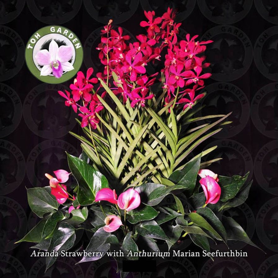 5-in-1 Aranda Strawberry with Anthurium andreanum Arrangement