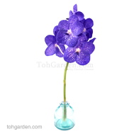 Vanda Pachara Delight (5 stalks) (Seasonal)