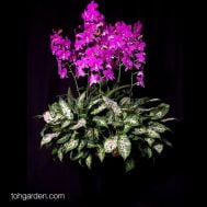 5-in-1 Dendrobium Mother Theresa with Compacta