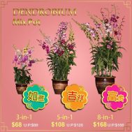 Traditional CNY Dendrobium Mix Pot