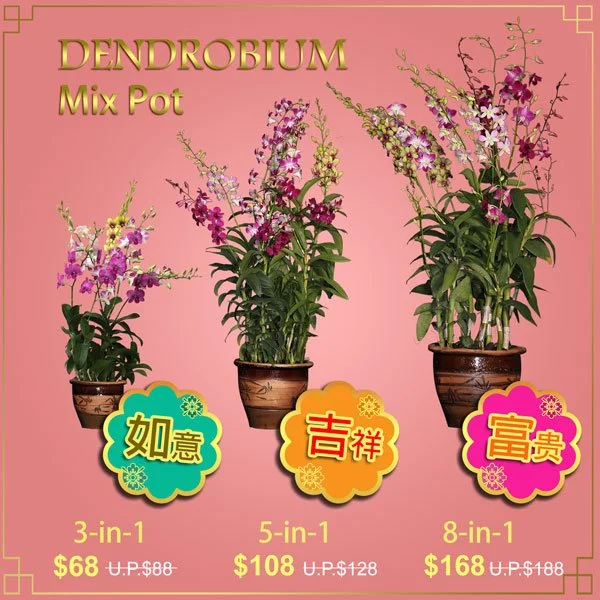 Traditional CNY Dendrobium Mix Pot