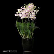 5-in-1 Dendrobium Lucian Pink