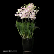 Dendrobium Lucian Pink 5 in 1