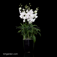 5-in-1 Dendrobium Princess White