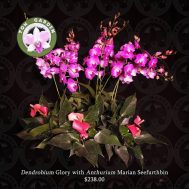 5-in-1 Dendrobium Glory with Anthurium Marian Seefurth