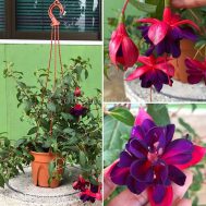 Fuchsia hybrid (灯笼花）