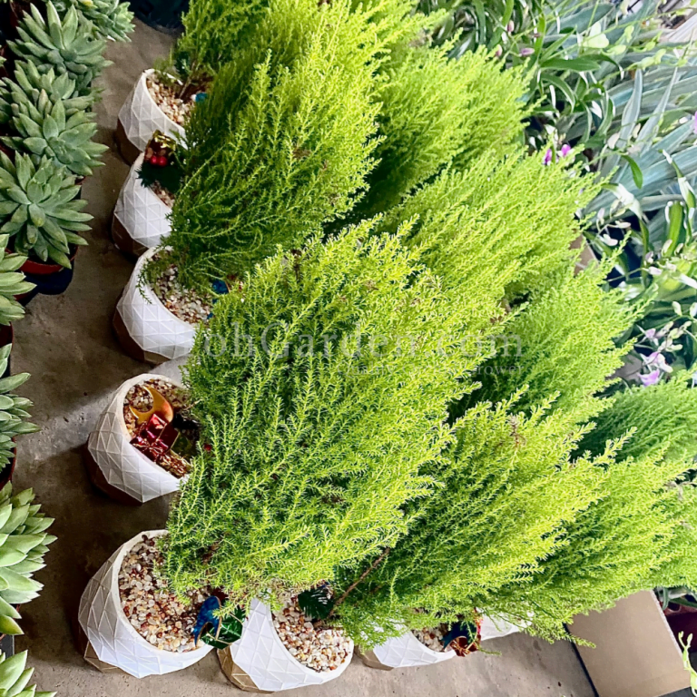 香松 Pine Tree Toh Garden Singapore Orchid Plant & Flower Grower