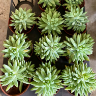Succulent (Spiky Green)