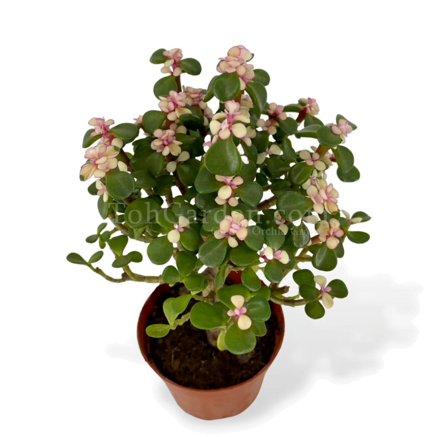 Succulent With Pink Flower