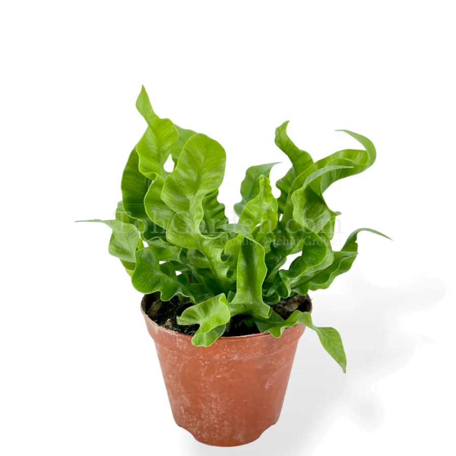 Bird Nest Fern Mutation