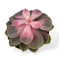 Succulent ( Rosette Green Pink Center)