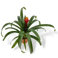 Guzmania Bomb