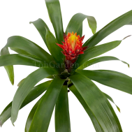 Guzmania Bomb