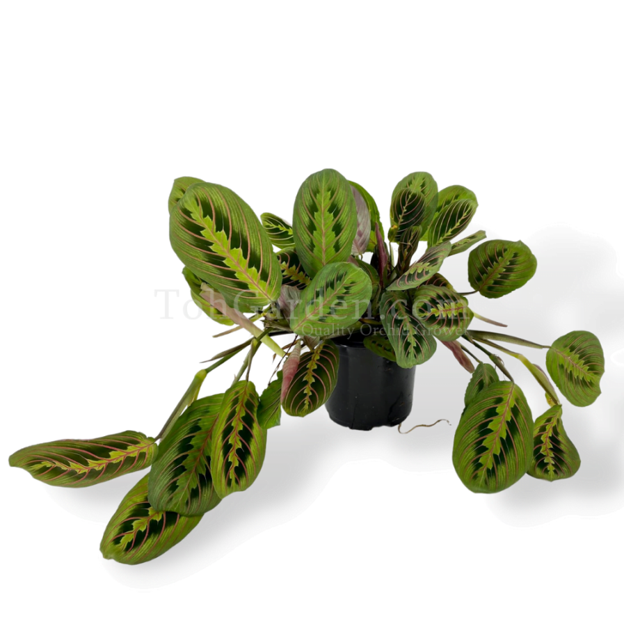 Maranta leuconeura (Leaf Mantis Plant) (叶蝉)