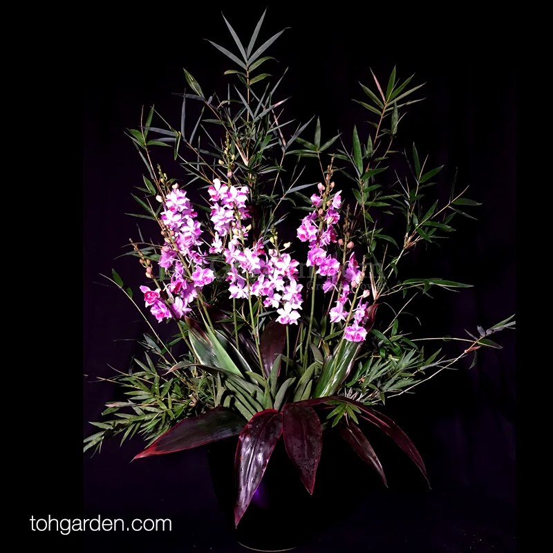 Papilaenopsis Hao Xiang Ni with Bamboo & Cordyline