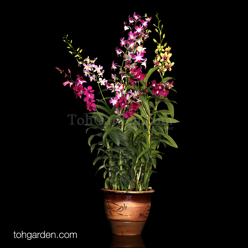 5-in-1 Dendrobium Mix in Clay Pot